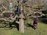 aussen-schrebergarten-kletterbaum